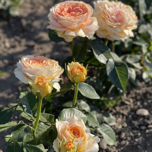 Роза Карамель Антик чайно-гибридная (Rose Caramel Antike)