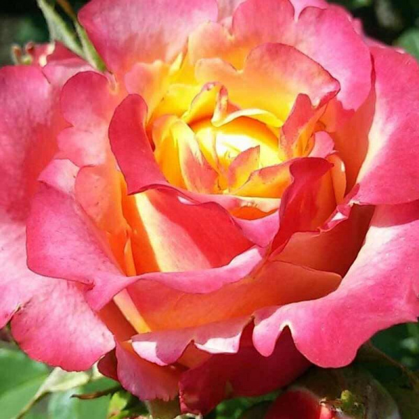 Rose3D