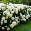 hydrangea-arborescens-annabelle-650x650