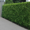 brabant1