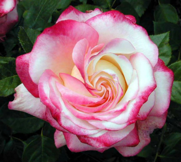 Роза Ламинуэт флорибунда (Rose Laminuette)