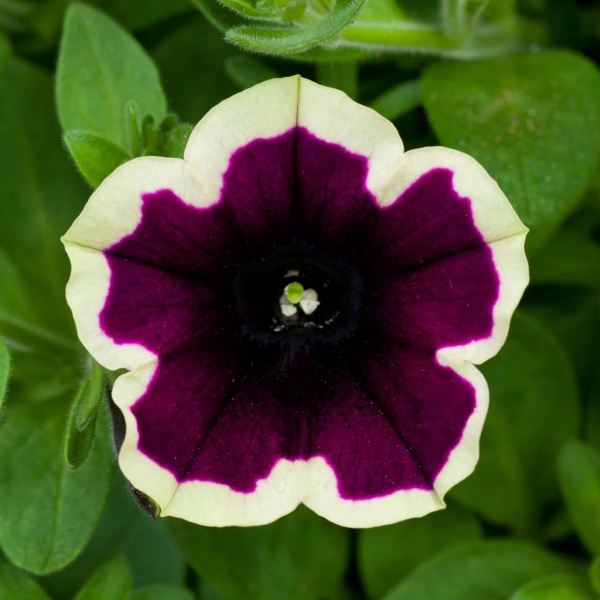 CascadiasRimMagenta