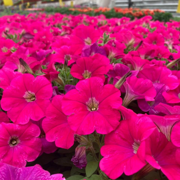 Петуния Капелла Неон Пинк гибридная (Petunia Capella Neon Pink)