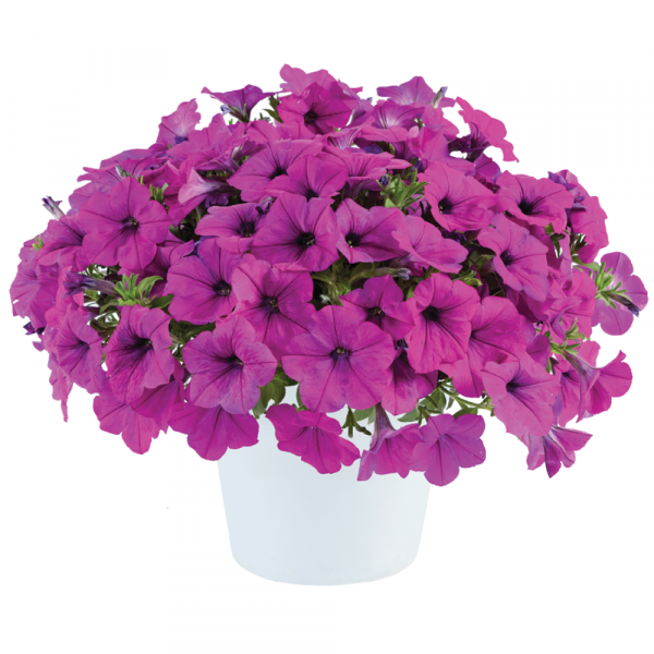 CapellaPurple