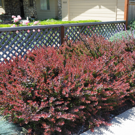 Atropurpurea Nana