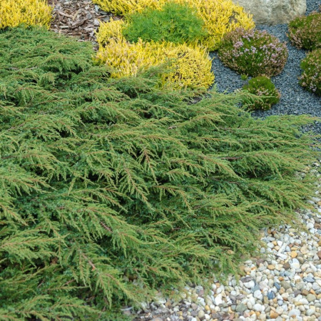 GreenCarpet