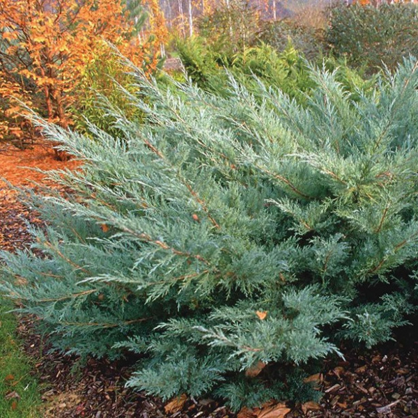 Juniperus-virginiana-Hetz