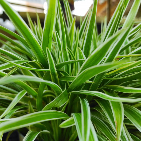 Chlorophytum