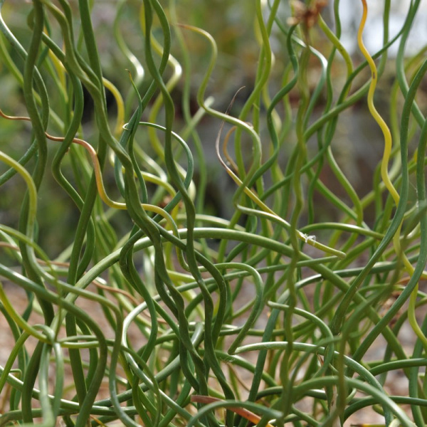 juncus