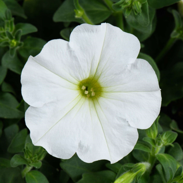 CapellaWhite