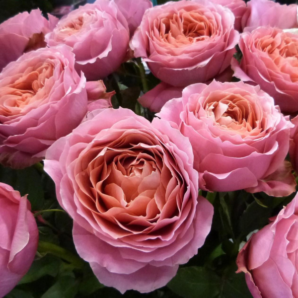 Роза Романтик Антик чайно-гибридная (Rose Romantic Antike)