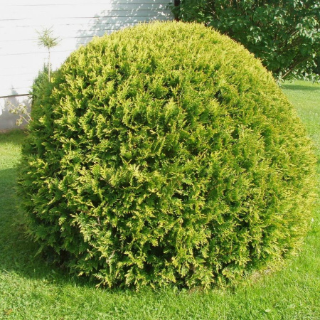 vudvardii1