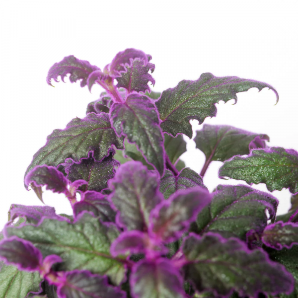 Aurantica purple Passion